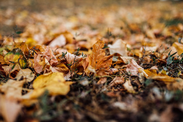 maple leaves, autumn