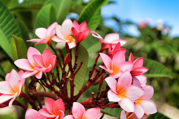 Mexican Plumeria flowers in the garden