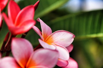 Mexican Plumeria flowers in the garden