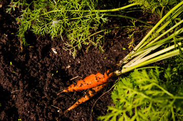green carrot in the garden