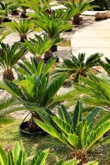 Colorful Cycas revoluta in the garden