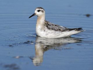 Grey Phalarope,Phalaropus fulicarius