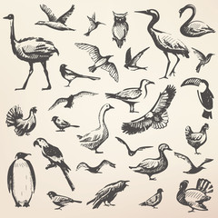 Obraz premium Birds big hand drawn collection, vector silhouettes in sketch style, wildlife template