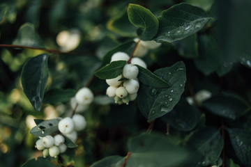 white berry on green leaf