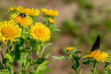 Butterfly and bee and yellow daisy flowers.Macro