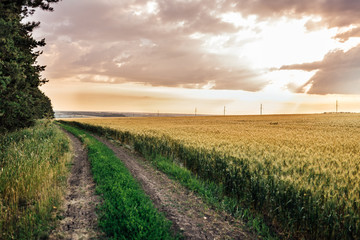 Fototapeta na wymiar road and wheat field at sunset
