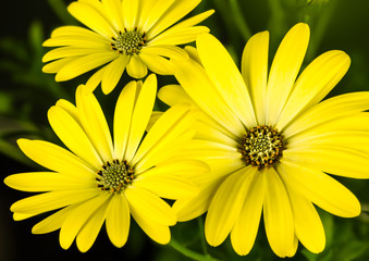 Osteospermum 'Serenity Lemonade' flowers