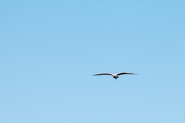 seagull in flight