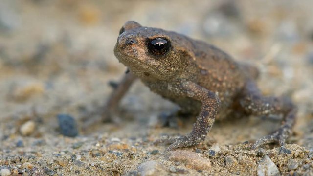 Little common toad (Bufo bufo)