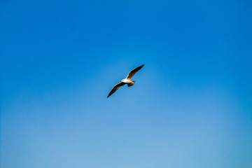 Obraz premium seagull flying in the blue sky