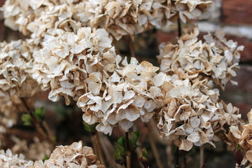 Dry flowers in the garden during winter time