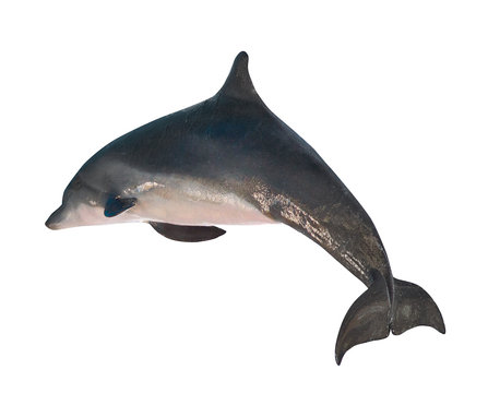 isolated dark grey bottlenose dolphin