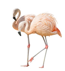 isoliert auf weiss zwei flamingos