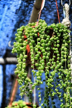 Senecio Rowleyanus Plant In The Garden