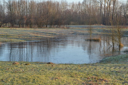 reflectie van bomen in vennetje in een berijpt natuurgebied bij de Kruisbergse bossen