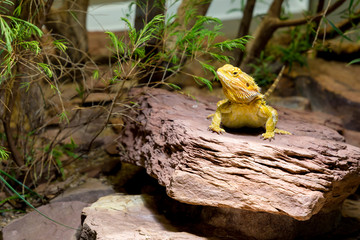 yellow lizard on stone