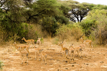 Landscape with impala antelope in Tarangire national park in Tanzania Africa. 