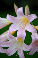 Naked Lady Lily Flower (Amaryillis Belladonna)