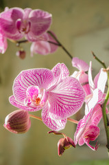 Fototapeta na wymiar beautiful blossoming flowers of a homely orchid