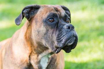Portr&auml;t Dog Boxer