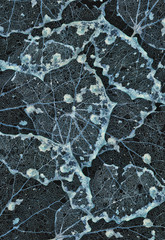 old white dead leaves background