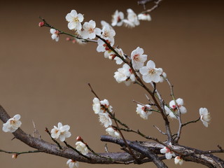 梅花咲く小枝