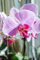beautiful blossoming flowers of a homely orchid