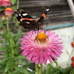 Admiral Day butterfly (lat. Vanessa atalanta) in the vicinity of the village Izonino, Novgorod region. Russia 1