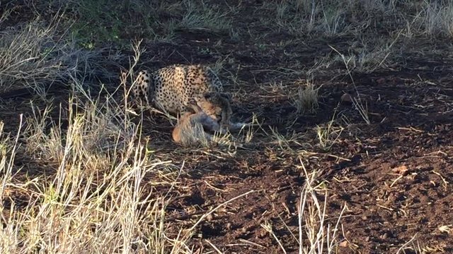 A female cheetah, Acinonyx jubatus feeds on a nyala antelope a winters day at the Zimanga game reserve in the KwaZulu Natal region of South Africa