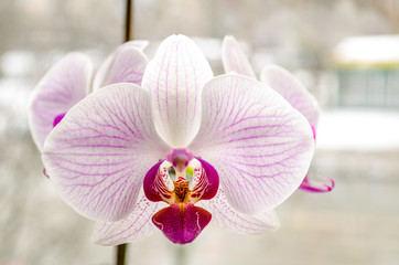 beautiful blossoming flowers of a homely orchid