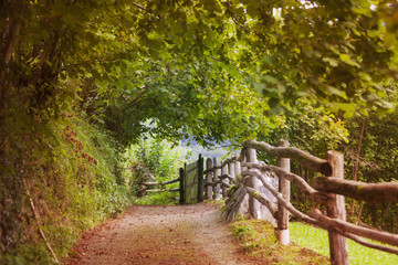 Camino campestre en otoño