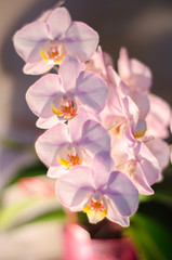 Fototapeta na wymiar beautiful blossoming flowers of a homely orchid