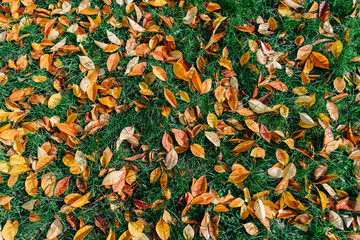 Orange And Red Autumn Leaves On Ground With Green Grass Background In Fall Season