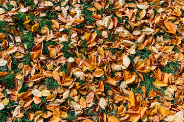 Orange And Red Autumn Leaves On Ground With Green Grass Background In Fall Season