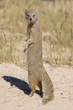 Botswana, Kgalagadi Transfrontier National Park, Mabuasehube Game Reserve, Yellow mongoose, cynictis penicillata