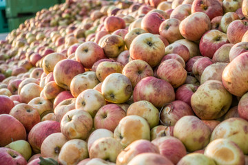Äpfel im Container