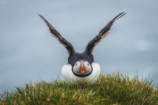 Iceland, Latrabjarg, puffin, Fratercula arctica