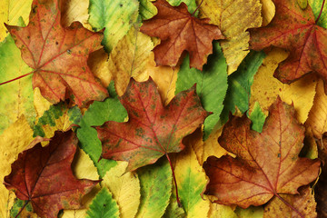 Naklejka na ściany i meble autumn leaves pattern