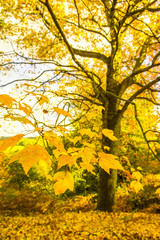 yellow tree in autumn