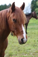 Obraz premium Cabeza de Caballo