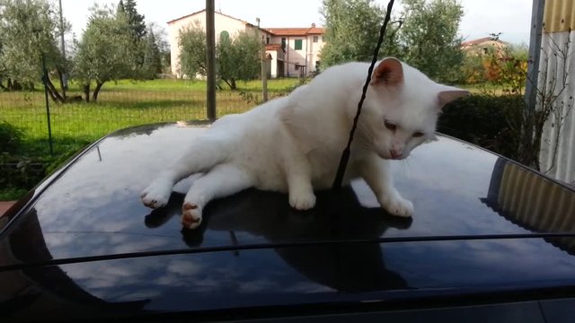 gattina si gratta all'antenna della macchina 