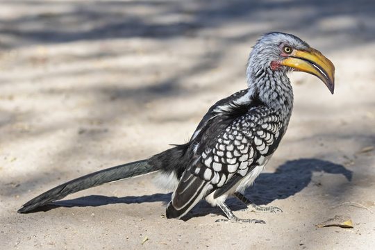 Eastern Yellow Billed Hornbill In Central Kalahari Game Reserve