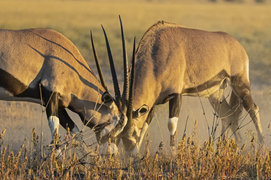 Greater kudus fighting in Central Kalahari Game Reserve