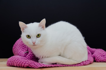Fototapeta na wymiar White cat with green eyes sitting on a knitted sweater on a wooden table on a black background