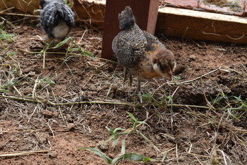 baby chicks exploring the outdoors