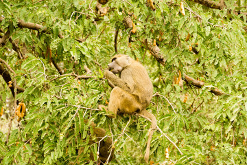 Baboon is eating ginger fruits in Lake Manyara Park, Tanzania, Africa