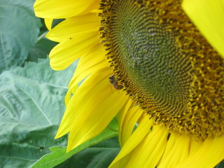 ひまわり畑（ヒマワリバタケ）