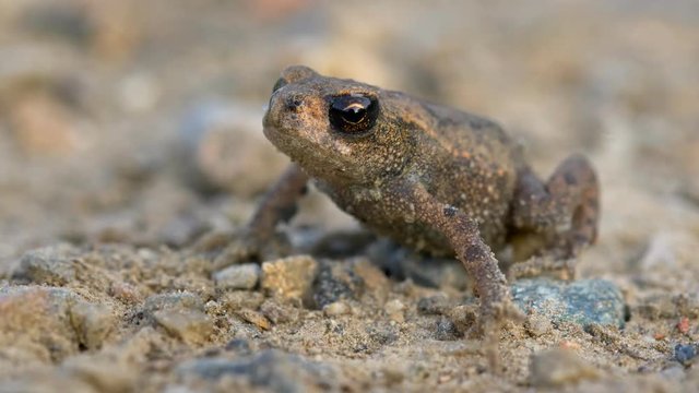 Little common toad (Bufo bufo)