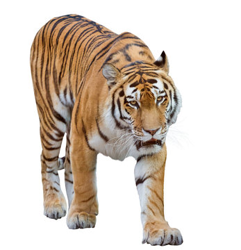 large orange tiger isolated on white