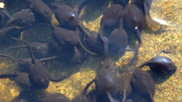 Common toad (Bufo bufo) tadpoles